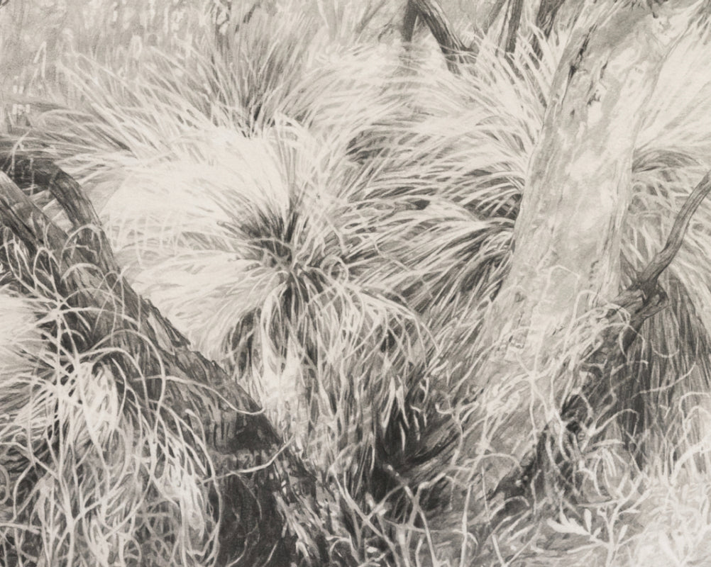 'The Gap Scrub" Limited Edition Print