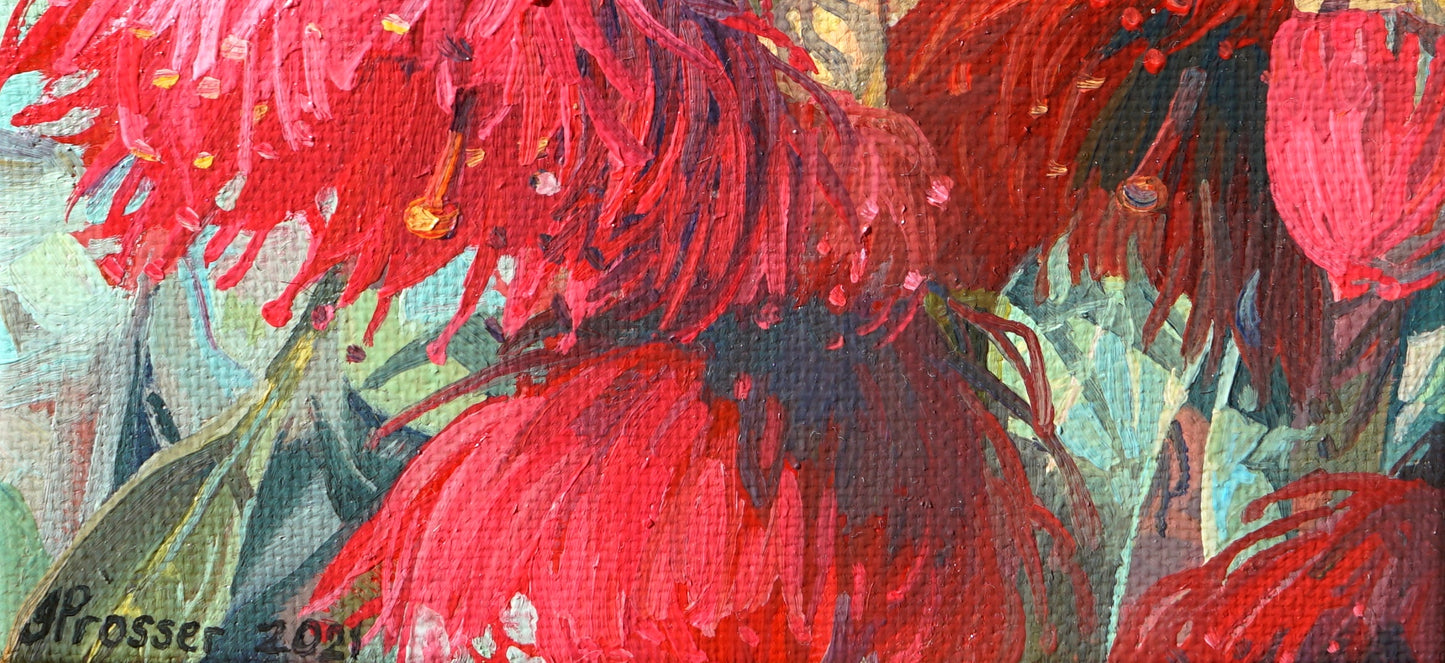 Red Flowering Gum
