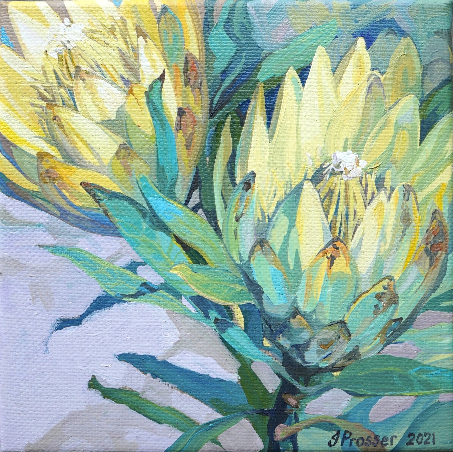Two Yellow Protea Flowers