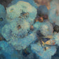 The Blue Gum Flower