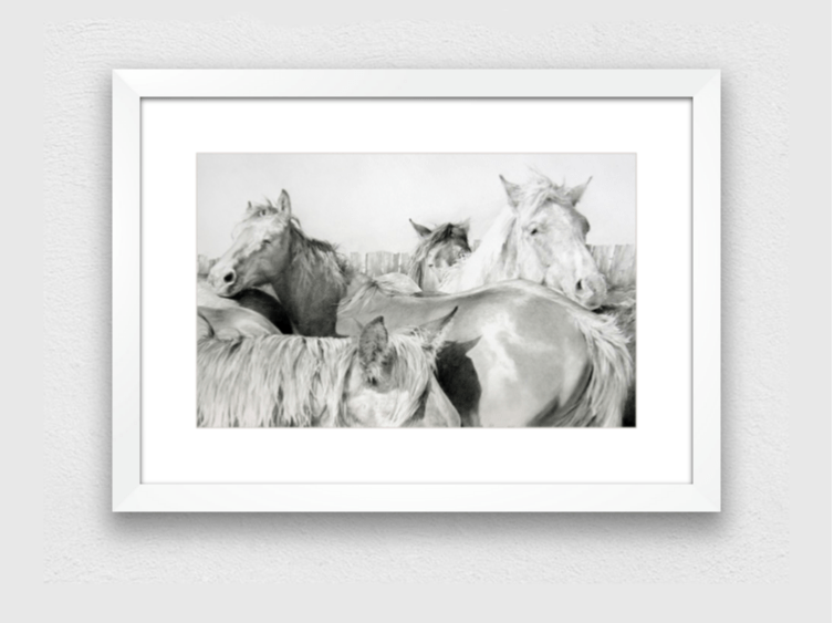 horse prints - FRAMED WALL ART - Colts In Yards Print - JAIME PROSSER ART