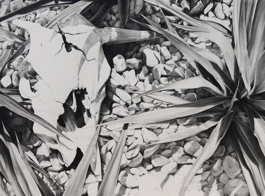Pencil drawing  Sun-Bleached Longhorn 2 Original - JAIME PROSSER ART