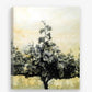 Vine Study Print - JAIME PROSSER ART