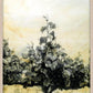 Vine Study Print - JAIME PROSSER ART